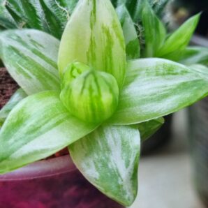 HAWORTHIA "CYMBIFORMIS" var.