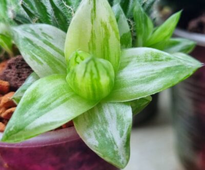 HAWORTHIA "CYMBIFORMIS" var.