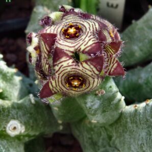 Caralluma europaea - пагони-