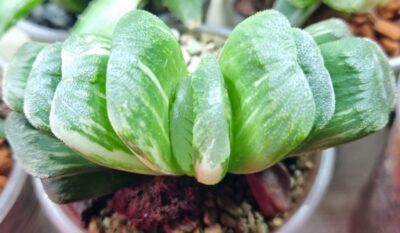 Haworthia truncata”LIME GREEN” var. - Зображення 2