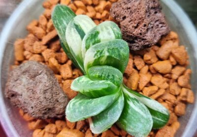 Haworthia "Jade Fan" variegata - Зображення 2