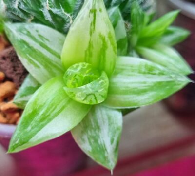 HAWORTHIA "CYMBIFORMIS" var. - Зображення 2