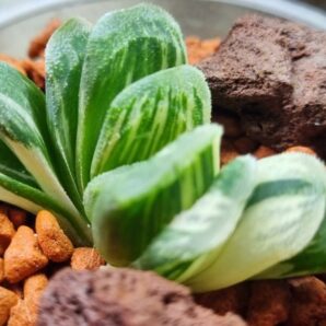 Haworthia "Jade Fan" variegata