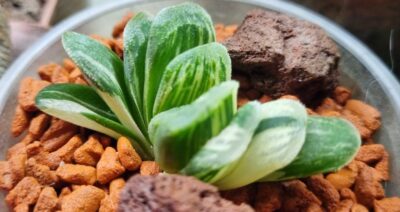 Haworthia "Jade Fan" variegata