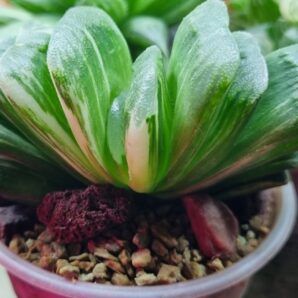 Haworthia truncata”LIME GREEN” var.