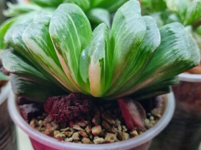 Haworthia truncata”LIME GREEN” var.