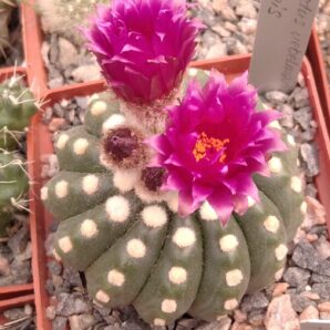 Notocactus uebelmanianus f. inermis -насіння-