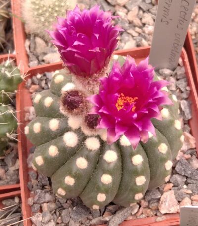 Notocactus uebelmanianus f. inermis -насіння-