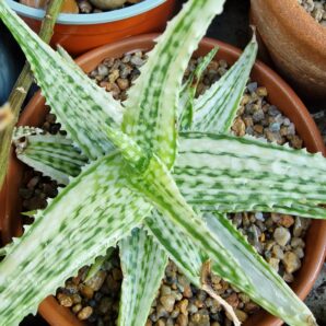 Aloe sp.variegatum