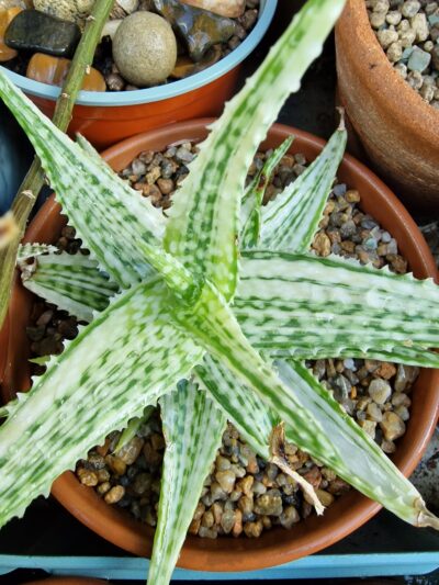 Aloe sp.variegatum