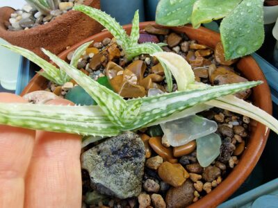 Aloe sp.variegatum - Зображення 2