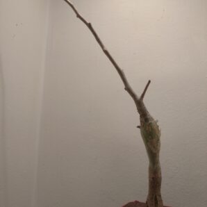 Bursera fagaroides