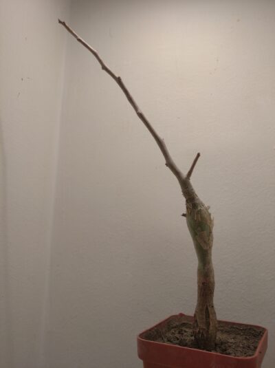 Bursera fagaroides