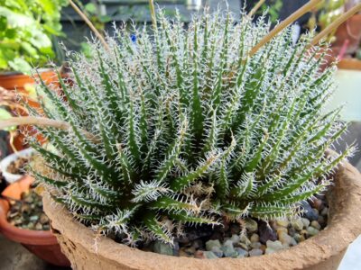 Aloe haworthioides - Зображення 3