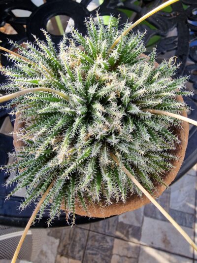 Aloe haworthioides - Зображення 2