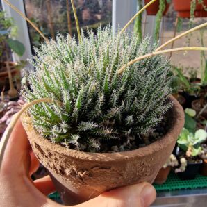 Aloe haworthioides