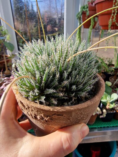 Aloe haworthioides