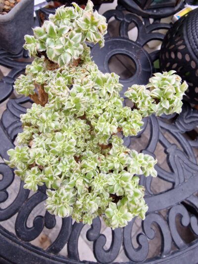 Aeonium Sunburst cristata - Зображення 3