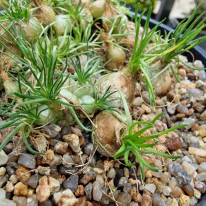 Ornithogalum sardenii