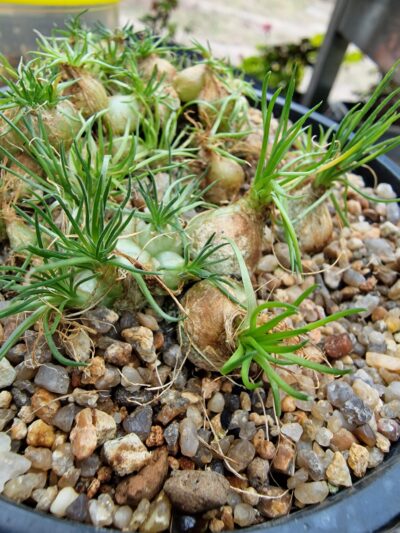 Ornithogalum sardenii