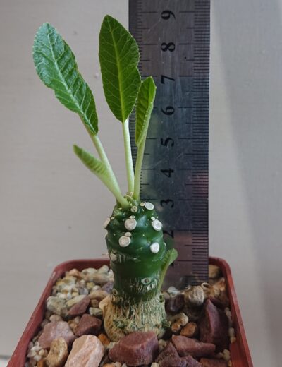 Dorstenia Foetida K 5500 - Зображення 2