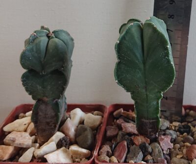 Astrophytum myriostigma San Kaky All F 1 Japan - Зображення 4