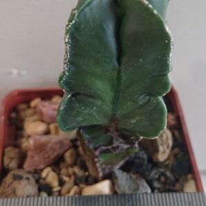 Astrophytum Nishiki Heкiran F 1 Japan Czech