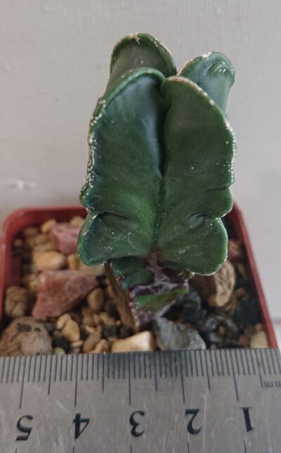 Astrophytum Nishiki Heкiran F 1 Japan Czech