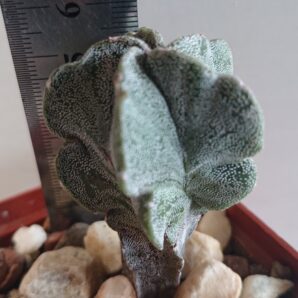 Astrophytum myriostigma Heкiran Nishiki F 1 Японія, Чехія