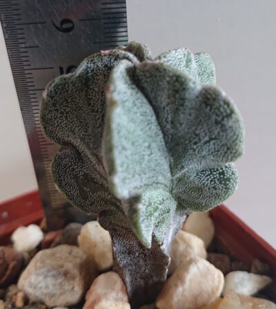 Astrophytum myriostigma Heкiran Nishiki F 1 Японія, Чехія