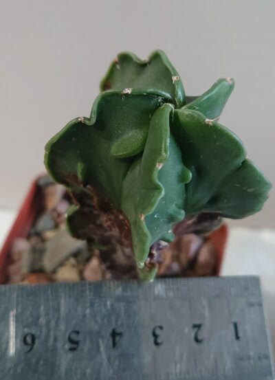 Astrophytum myriostigma v Fukurui - Зображення 2