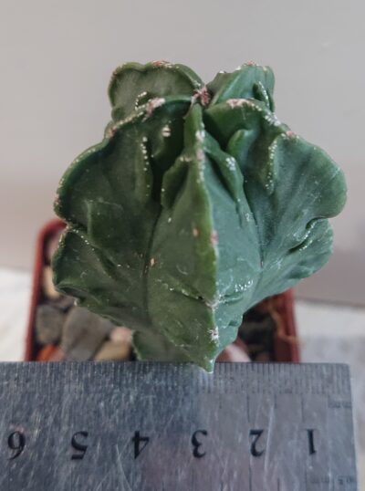 Astrophytum myriostigma v Fukurui Cheh - Зображення 2