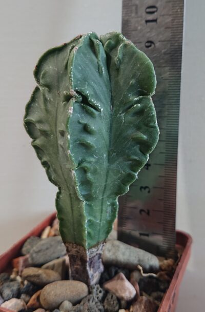 Astrophytum myriostigma v Fukurui Cheh