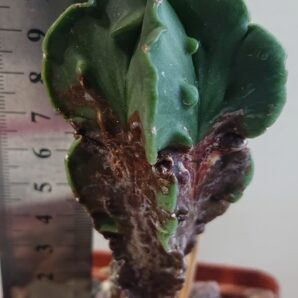 Astrophytum myriostigma v Fukurui