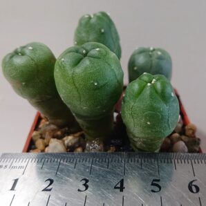 Lophophora Lutea, road n120 Que, PK, В. Ш.