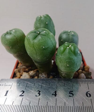 Lophophora Lutea, road n120 Que, PK, В. Ш.