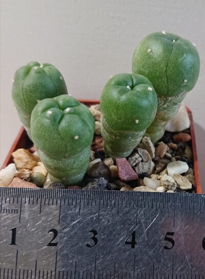 Lophophora Lutea, road n120 Que, PK, В. Ш. - Зображення 2
