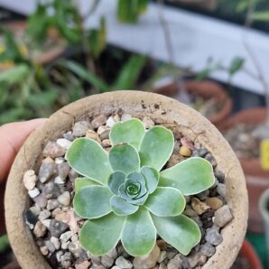 Greenovia aurea