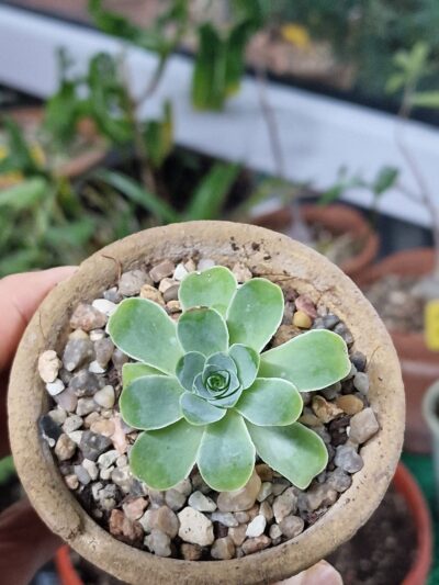 Greenovia aurea