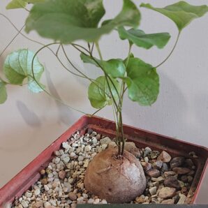 3 Dioscorea elephantipes K 5620