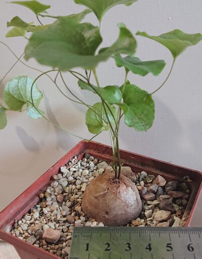 3 Dioscorea elephantipes K 5620