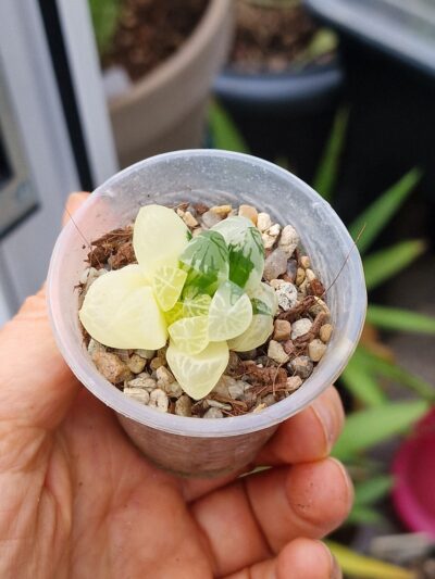 Haworthia obtusa Himawari variegata - Зображення 4