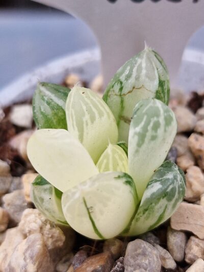 Haworthia obtusa Himawari variegata - Зображення 2