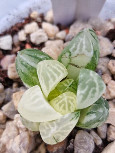 Haworthia obtusa Himawari variegata - Зображення 3