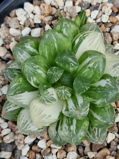 Haworthia obtusa Himawari variegata