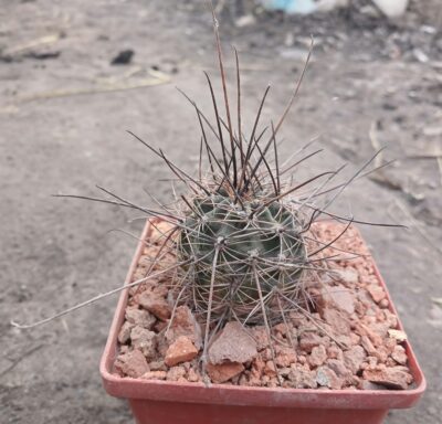 Lobivia haematantha R 165 - Зображення 2