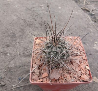Lobivia haematantha R 165 - Зображення 3