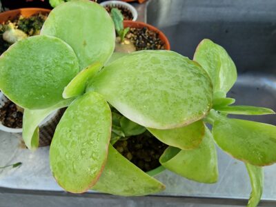 Kalanchoe thyrsiflora variegata - Зображення 2