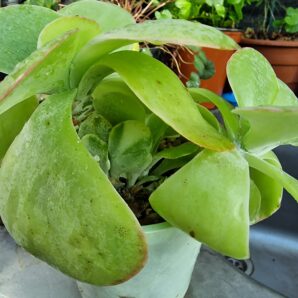 Kalanchoe thyrsiflora variegata