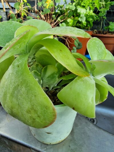Kalanchoe thyrsiflora variegata